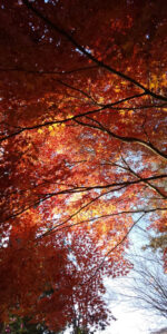 紅葉と空の青さ